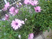 2011-05-09_18.09.31.jpgのサムネール画像