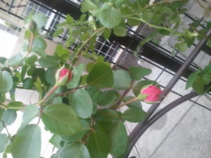 2011-05-09_18.09.47.jpgのサムネール画像