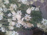 2011-05-09_18.09.58.jpgのサムネール画像のサムネール画像のサムネール画像