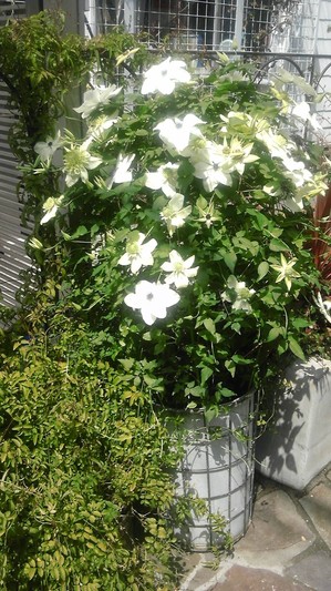 2011-08-23 12.41.06.jpgのサムネール画像