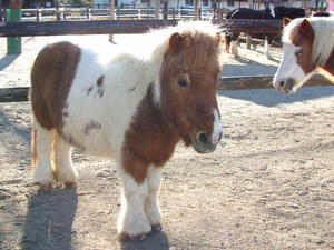pony003.jpg