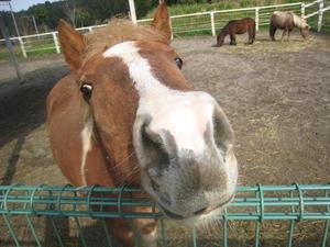 uma.jpgのサムネイル画像